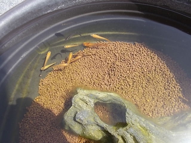 中古車販売 中古車買取 アップル