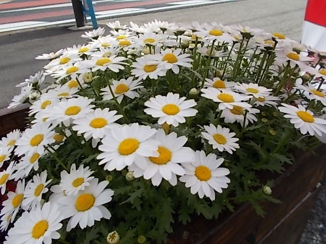 中古車販売 中古車買取 アップル