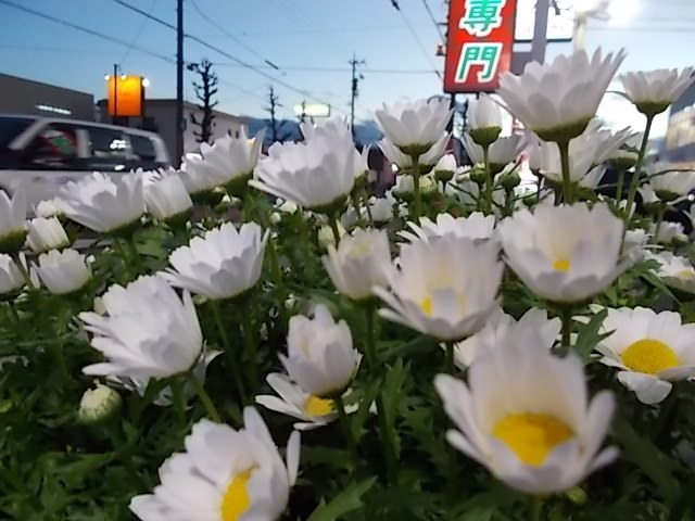 中古車販売 中古車買取 アップル