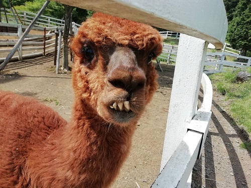 中古車販売 中古車買取 アップル