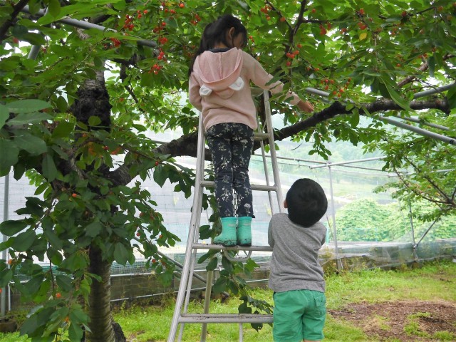 中古車販売 中古車買取 アップル