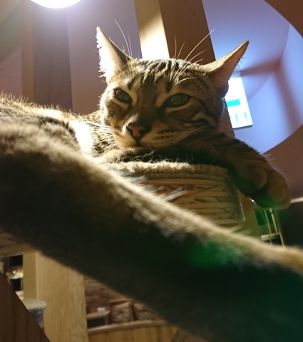 中古車販売 中古車買取 アップル