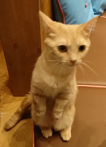 中古車販売 中古車買取 アップル