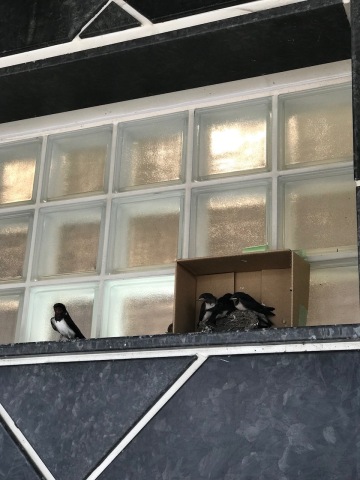 中古車販売 中古車買取 アップル