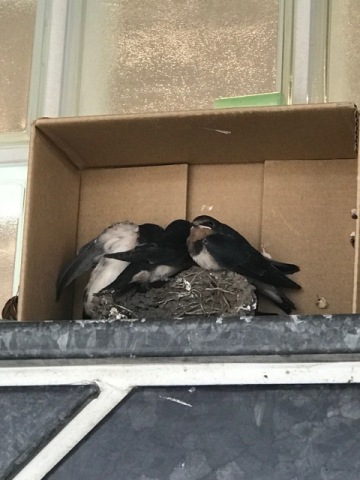 中古車販売 中古車買取 アップル