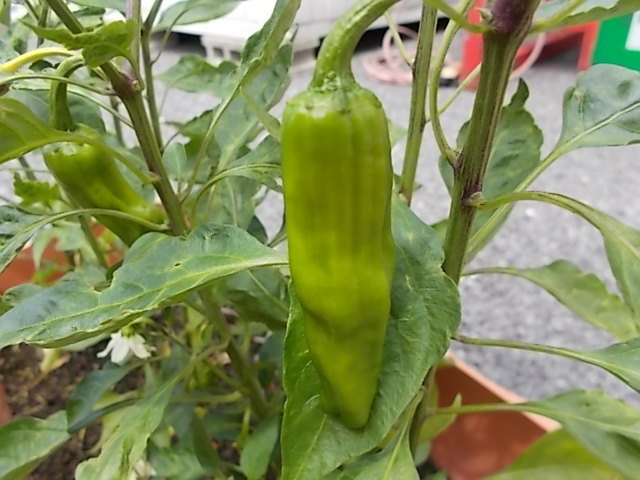 中古車販売 中古車買取 アップル