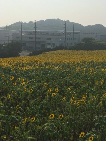 中古車販売 中古車買取 アップル