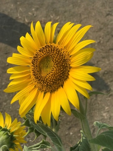 中古車販売 中古車買取 アップル