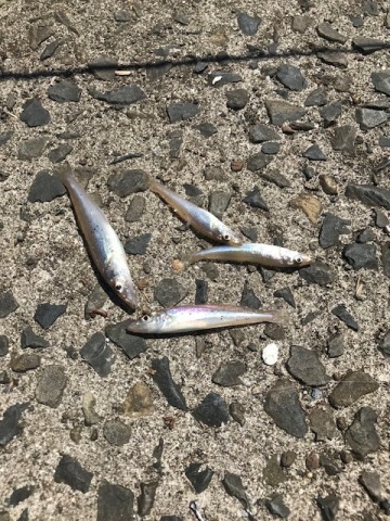 中古車販売 中古車買取 アップル