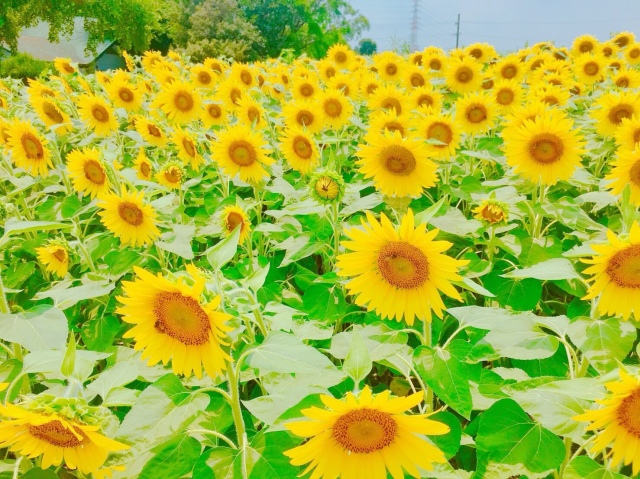 中古車販売 中古車買取 アップル