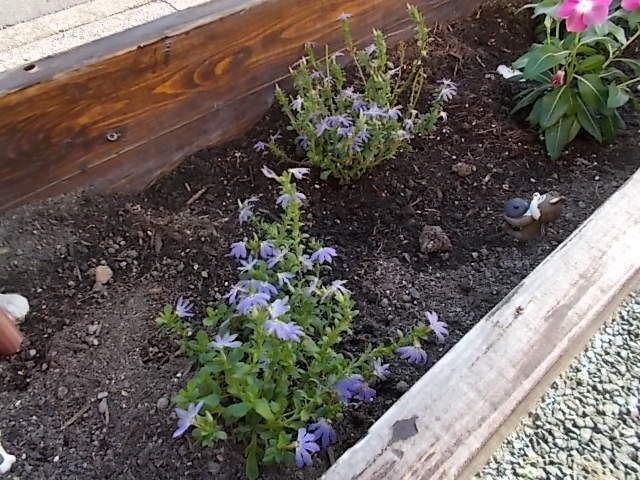 中古車販売 中古車買取 アップル