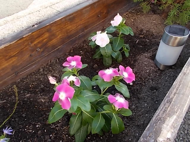 中古車販売 中古車買取 アップル