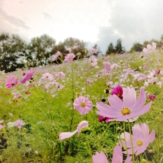 中古車販売 中古車買取 アップル