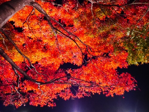 中古車販売 中古車買取 アップル