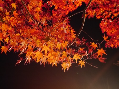 中古車販売 中古車買取 アップル